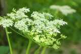 Cow Parsnip (Heracleum maximum)