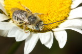 Melissodes sp.