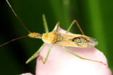 Leafhopper Assassin Bug, Zelus renardii (Reduviidae)