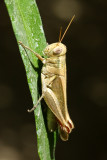 Yarrows Grasshopper, Melanoplus yarrowii (Acrididae)