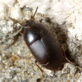 Gondwanocrypticus platensis (Tenebrionidae)*