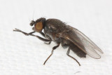 Desmometopa varipalpis (Milichiidae)