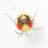 Water Mite