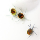 Piona sp., Pionidae