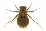 Epitheca sp.