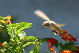 Costas Hummingbird (Calypte costae)