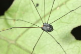 Harvestman (Sclerosomatidae)