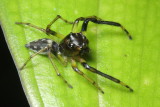 Jumping Spider, Amycus sp. (Salticidae)
