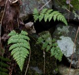 Ferns