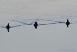 Aythya fuligula / Kuifeend / Tufted duck