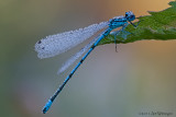 Coenagrion puella / Azuurwaterjuffer / Azure damselfly