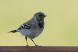 Motacilla Alba / Witte Kwikstaart / White wagtail