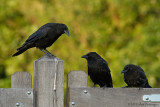 Corvus Corone / Zwarte Kraai / Carrion Crow