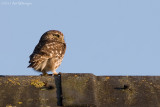 Athene noctua / Steenuil / Little owl