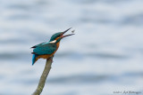 Alcedo atthis / IJsvogel / Kingfisher