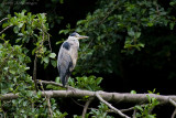 Ardea Cinerea / Blauwe Reiger / Grey Heron