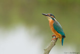 Alcedo atthis / IJsvogel / Kingfisher