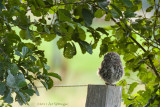 Athene noctua / Steenuil / Little owl