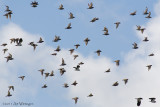 Pluvialis apricaria / Goudplevier / Golden Plover