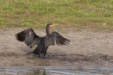 Phalacrocorax carbo / Aalscholver / Great Cormorant