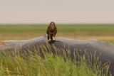 Buteo buteo / Buizerd / Common buzzard