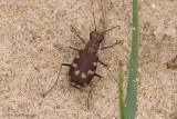 Cicindela maritima / Strandzandloopkever