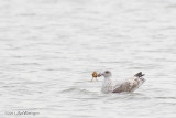 Larus Argentatus / Zilvermeeuw / European Herring Gull