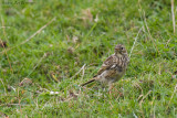 Anthus Pratensis / Graspieper / Meadow pipit