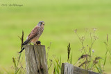 Falco Tinnunculus / Torenvalk / Kestrel