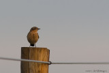 Oenanthe oenanthe / Tapuit / Northern Wheatear