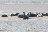 Halichoerus Grypus / Grijze Zeehond / Grey Seal