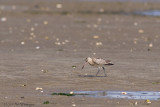 Limosa lapponica / Rosse Grutto / Bar-tailed Godwit