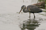 Ardea Cinerea / Blauwe Reiger / Grey Heron