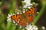 Polygonia c-album / Gehakkelde Aurelia / Comma Butterfly