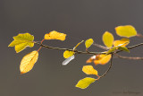 Herfst / Autumn