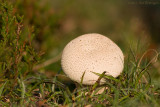 Lycoperdon perlatum / Parelstuifzwam / Common puffball 