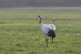 Grus grus / Kraanvogel / Crane