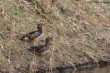 Aix galericulata / Mandarijneend / Mandarin