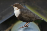 Cinclus cinclus cinclus / Zwartbuikwaterspreeuw / White-throated Dipper