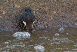 Cinclus cinclus cinclus / Zwartbuikwaterspreeuw / White-throated Dipper