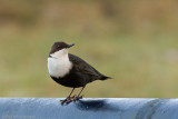 Cinclus cinclus cinclus / Zwartbuikwaterspreeuw / White-throated Dipper