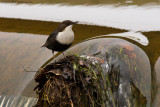 Cinclus cinclus cinclus / Zwartbuikwaterspreeuw / White-throated Dipper