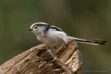 Aegithalos caudatus / Staartmees / Long-tailed Tit