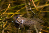 Rana temporaria / Bruine kikker / Grass Frog