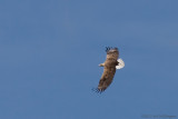 Haliaeetus albicilla / Zeearend / White-tailed Eagle