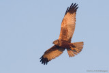 Circus Aeruginosus / Bruine Kiekendief / Western Marsh Harrier