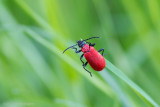 Pyrochroa coccinea / Zwartkopvuurkever / Black Headed Cardinal Beetle 