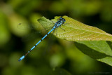 Coenagrion puella / Azuurwaterjuffer / Azure damselfly