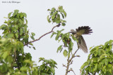 Cuculus canorus / Koekoek / Common Cuckoo