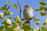 Phylloscopus trochilus / Fitis / Willow warbler